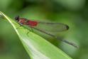 Hetaerina cruentata (Highland Rubyspot) male-2.jpg